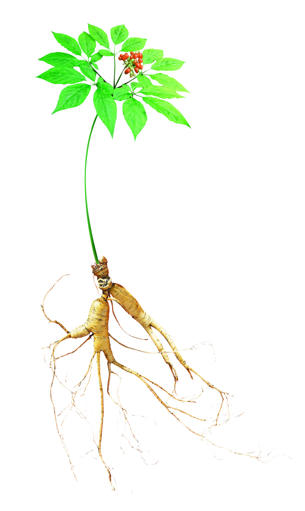 산삼뿌리